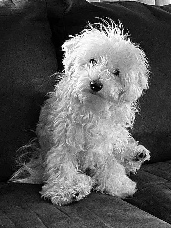 Dog, White, Black, Dog breed, Carnivore, Water Dog, Style, Sunglasses, Companion dog, Toy Dog, Snout, Terrier, Poodle, Small Terrier, Plant, Canidae, Black & White, Furry friends, Monochrome