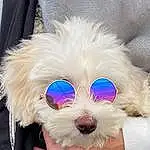 Glasses, Dog, Goggles, Vision Care, Sunglasses, Dog Supply, Dog breed, Carnivore, Eyewear, Dog Clothes, Collar, Pet Supply, Companion dog, Dog Collar, Toy Dog, Working Animal, Snout, Terrier, Personal Protective Equipment