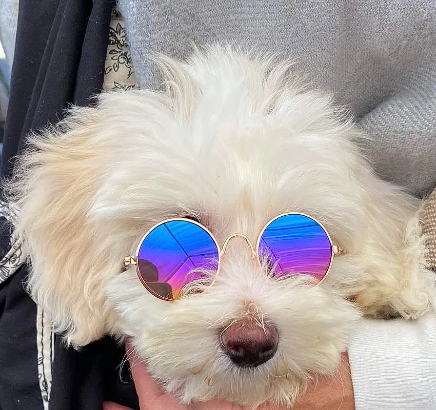 Glasses, Dog, Goggles, Vision Care, Sunglasses, Dog Supply, Dog breed, Carnivore, Eyewear, Dog Clothes, Collar, Pet Supply, Companion dog, Dog Collar, Toy Dog, Working Animal, Snout, Terrier, Personal Protective Equipment