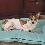 Dog, Dog breed, Carnivore, Working Animal, Companion dog, Fawn, Wood, Snout, Canidae, Linens, Door, Pet Supply, Hardwood, Room, Tail, Dog Supply, Comfort, Toy, Stuffed Toy