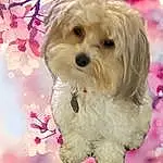 Dog, Dog breed, Plant, Carnivore, Pink, Companion dog, Toy Dog, Twig, Snout, Canidae, Font, Water Dog, Working Animal, Furry friends, Maltepoo, Petal, Small Terrier, Mal-shi, Pattern