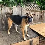 Dog, Plant, Carnivore, Fence, Dog breed, Fawn, Pet Supply, Companion dog, Wood, Snout, Home Fencing, Dog Supply, German Shepherd Dog, Tree, Recreation, Working Dog, Canidae, Working Animal