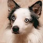 Dog, Eyes, Carnivore, Dog breed, Companion dog, Whiskers, Snout, Ear, Terrestrial Animal, Furry friends, Canidae, Herding Dog, Working Animal, Eyelash, Working Dog, Ancient Dog Breeds