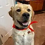 Dog, Dog breed, Collar, Carnivore, Whiskers, Fawn, Dog Collar, Companion dog, Leash, Working Animal, Snout, Cabinetry, Furry friends, Retriever, Canidae, Pet Supply, Drawer, Labrador Retriever