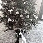 Christmas Tree, Dog, Carnivore, Christmas Ornament, Dog breed, Holiday Ornament, Black-and-white, Companion dog, Ornament, Evergreen, Grass, Tints And Shades, Tree, Snout, Event, Black & White, Christmas Decoration, Monochrome, Working Animal, Conifer