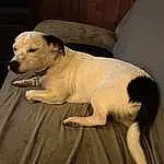 Dog, Couch, Carnivore, Dog breed, Comfort, Fawn, Companion dog, Working Animal, Snout, Tail, Linens, Whiskers, Canidae, Furry friends, Wood, Terrestrial Animal, Puppy, Guard Dog
