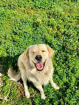 Name Golden Retriever Dog Yoshi