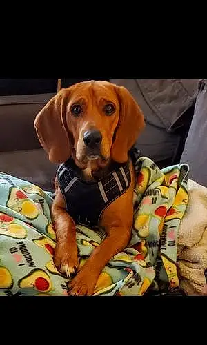 Beagle Dog Gus