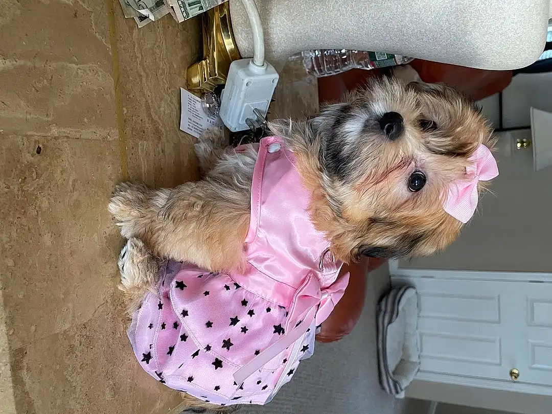Dog, Dog Supply, Carnivore, Dog breed, Dog Clothes, Pink, Fawn, Companion dog, Pet Supply, Toy Dog, Snout, Terrier, Small Terrier, Working Animal, Collar, Furry friends, Drawer, Pattern, Canidae