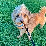 Dog, Dog breed, Carnivore, Dog Supply, Companion dog, Grass, Toy, Toy Dog, Plant, Snout, Small Terrier, Terrier, Dog Collar, Canidae, Dog Clothes, Water Dog, Yorkipoo, Collar, Biewer Terrier
