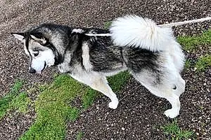 Name Alaskan Malamute Dog Archer