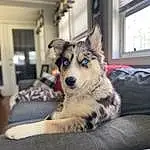 Dog, Carnivore, Window, Dog breed, Companion dog, Sled Dog, Couch, Tree, Working Animal, Snout, Whiskers, Furry friends, Herding Dog, Sitting, Canis, Terrestrial Animal, Working Dog, Room