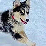 Dog, Snow, Plant, Carnivore, Dog breed, Companion dog, Winter, Canidae, Recreation, Happy, Tree, Paw, Furry friends, Working Dog, Slope, Art, Herding Dog, Terrestrial Animal, Ancient Dog Breeds