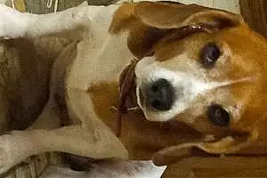 Beagle Dog Lucy