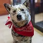 Dog, Dog breed, Carnivore, Collar, Whiskers, Dog Supply, Fawn, Dog Collar, Companion dog, Snout, Working Animal, Leash, Dog Clothes, Furry friends, Canidae, Texas Heeler, Pattern, Pet Supply, Herding Dog