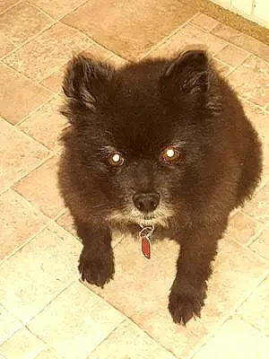 Pomeranian Dog Pepper