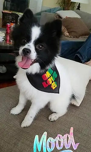 Pomeranian Dog Marley