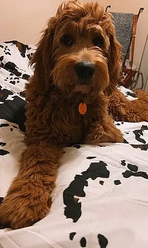 Goldendoodle Dog Winston
