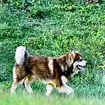 Dog, Carnivore, Dog breed, Grass, Fawn, Companion dog, Plant, Terrestrial Animal, Tail, Red Panda, Felidae, Canidae, Furry friends, Liver, Brown Bear, Jungle, Working Animal, Bear
