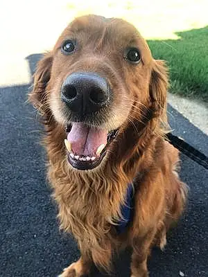 Golden Retriever Dog Maverick