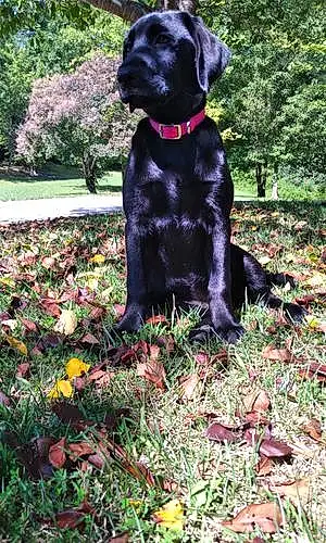 Name Labrador Retriever Dog Annabelle