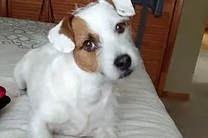Name Jack Russell Dog Spike