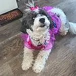 Dog, Dog breed, Carnivore, Water Dog, Collar, Dog Supply, Companion dog, Dog Collar, Toy Dog, Snout, Pet Supply, Terrier, Canidae, Poodle, Working Animal, Furry friends, Magenta, Leash, Maltepoo