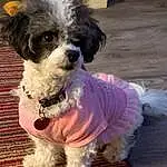Dog, Dog breed, Carnivore, Dog Supply, Companion dog, Toy Dog, Dog Clothes, Snout, Collar, Dog Collar, Terrier, Small Terrier, Canidae, Working Animal, Water Dog, Furry friends, Event, Maltepoo, Non-sporting Group