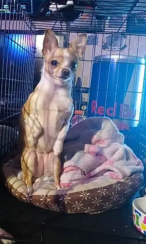 Chihuahua Dog Angel