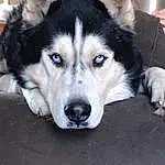 Dog, Sled Dog, Jaw, Dog breed, Carnivore, Whiskers, Companion dog, Working Animal, Terrestrial Animal, Snout, Canidae, Canis, Furry friends, Siberian Husky, Working Dog, Non-sporting Group, Ancient Dog Breeds, Wolf