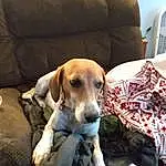 Dog, Furniture, Couch, Comfort, Dog breed, Carnivore, Fawn, Companion dog, Hound, Scent Hound, Chair, Living Room, Working Animal, Canidae, Beagle, Sleeper Chair, Dog Supply, Room