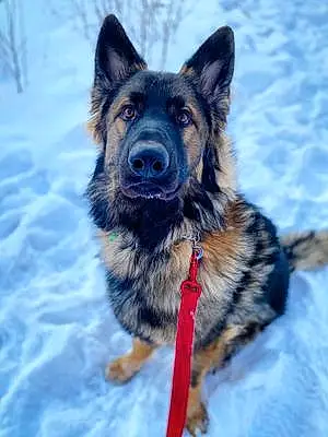 Name German Shepherd Dog Olaf