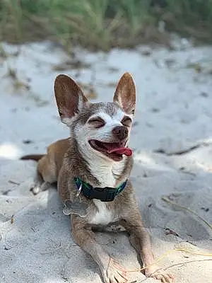 Name Chihuahua Dog Bernie