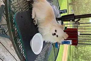 Name Pomeranian Dog Elsa