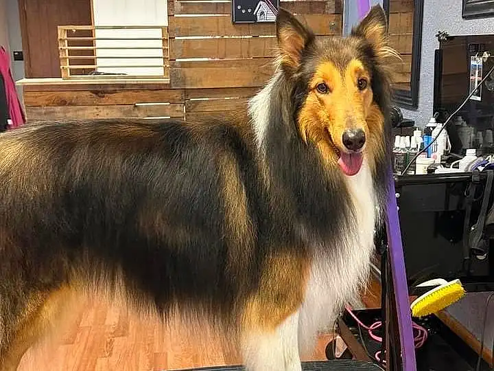 Dog, Dog breed, Carnivore, Rough Collie, Collie, Companion dog, Herding Dog, Table, Snout, Picture Frame, Event, Furry friends, Canidae, Scotch Collie, Working Dog, Dog Supply, Window, Shetland Sheepdog, Ancient Dog Breeds