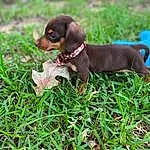 Dog, Dog breed, Collar, Carnivore, Liver, Grass, Companion dog, Fawn, Plant, Working Animal, Dog Supply, Groundcover, Snout, Pet Supply, Terrestrial Animal, Canidae, Dog Collar, Leash, Toy Dog