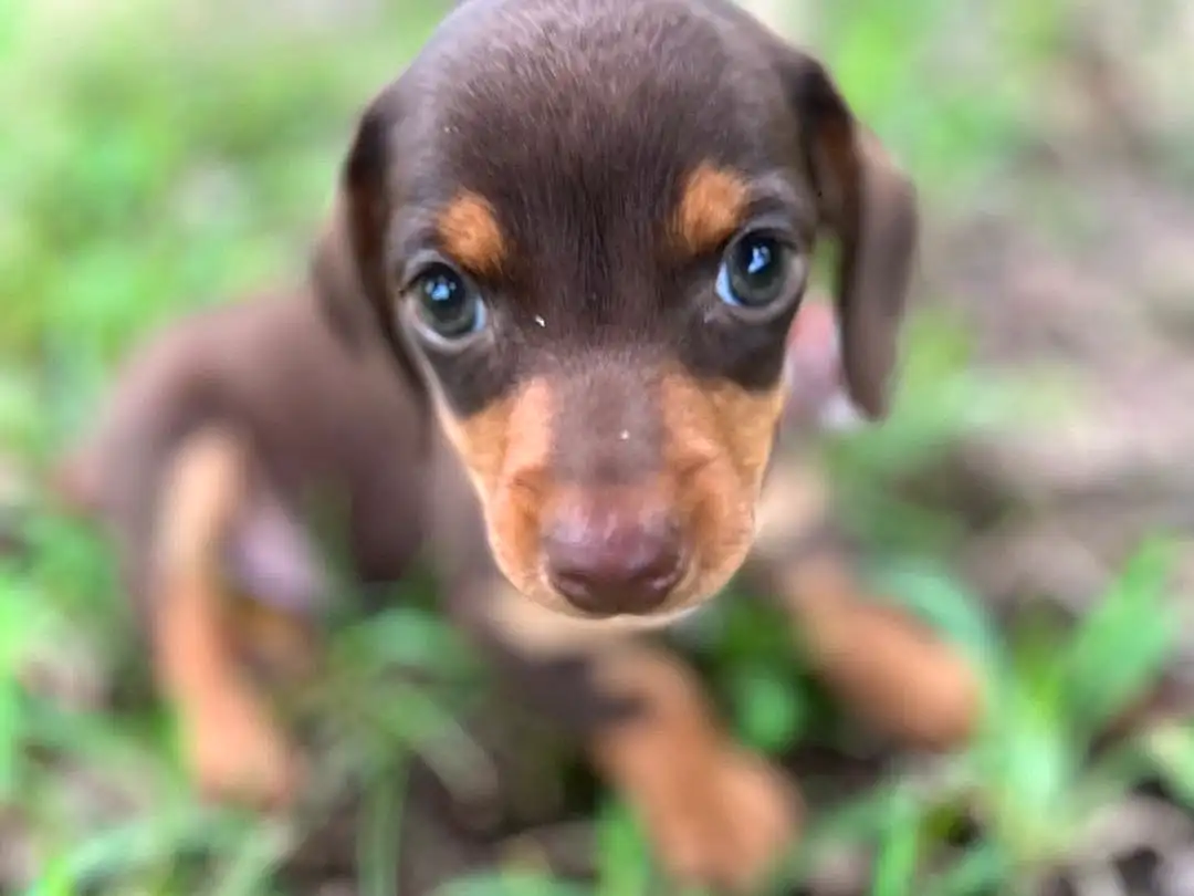 Dog, Eyes, Dog breed, Carnivore, Fawn, Grass, Plant, Liver, Terrestrial Animal, Snout, Companion dog, Terrestrial Plant, Canidae, Working Animal, Hunting Dog, Whiskers