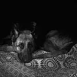 Dog, Carnivore, Dog breed, Comfort, Fawn, Whiskers, Companion dog, Snout, Black & White, Monochrome, Bored, Darkness, Furry friends, Terrestrial Animal, Canidae, Paw, Still Life Photography, Linens