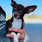 Hand, Dog, Dog breed, Carnivore, Companion dog, Fawn, Whiskers, Ear, Snout, Toy Dog, Working Animal, Terrestrial Animal, Nail, Furry friends, Gesture, Chihuahua, Canidae, Sky, Corgi-chihuahua