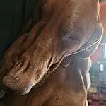 Dog, Dog breed, Leg, Carnivore, Sunglasses, Ear, Jaw, Liver, Gesture, Fawn, Working Animal, Companion dog, Whiskers, Wood, Comfort, Snout, Wrinkle, Canidae, Furry friends