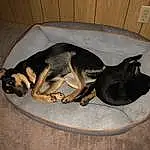 Dog, Carnivore, Comfort, Dog breed, Fawn, Companion dog, Pet Supply, Snout, Working Animal, Canidae, Paw, Tail, Working Dog, Furry friends, Guard Dog, Dog Bed, Nap, Dog Supply