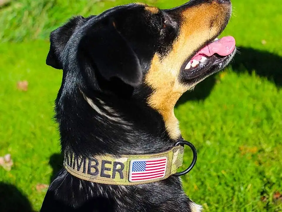 Dog, Collar, Dog breed, Carnivore, Grass, Companion dog, Working Animal, Plant, Dog Collar, Rottweiler, Whiskers, Canidae, Toy, Personal Protective Equipment, Terrestrial Animal, Working Dog, Guard Dog, Fashion Accessory, Dog Supply