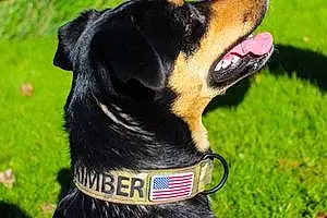 Name Australian Shepherd Dog Kimber