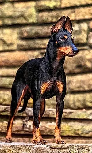 Manchester Terrier Dog Ryder