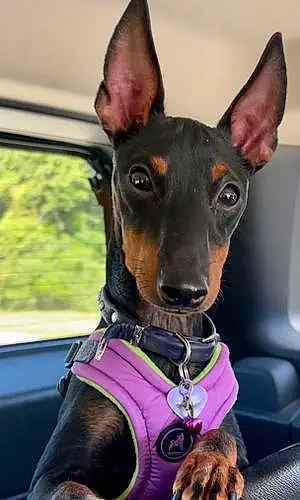 Manchester Terrier Dog Brie