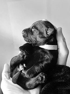 Scottish Terrier Dog Grey