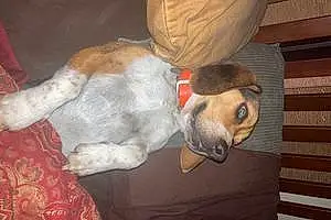 Beagle Dog Ace