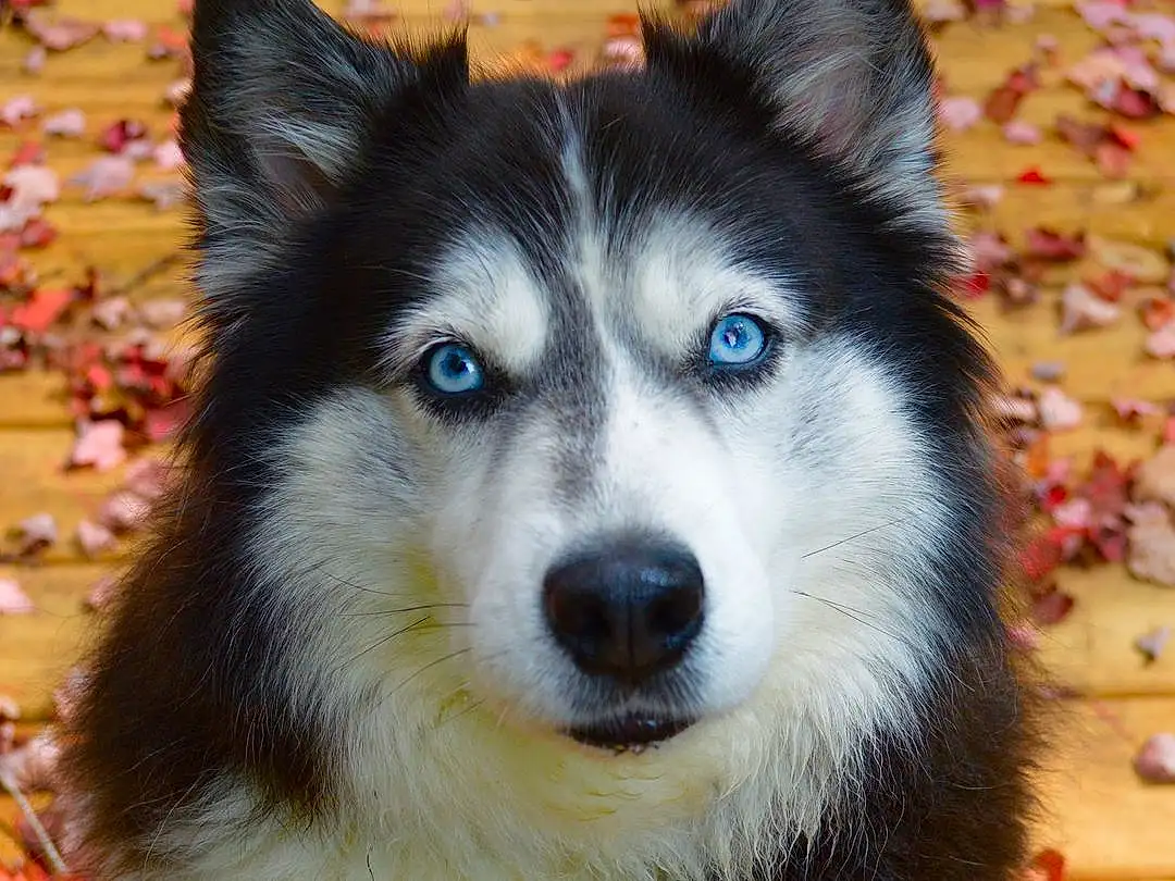 Head, Dog, Eyes, Dog breed, Carnivore, Sled Dog, Iris, Whiskers, Companion dog, Snout, Furry friends, Canidae, Working Dog, Ancient Dog Breeds, Canis, Siberian Husky, Autumn, Terrestrial Animal, Non-sporting Group