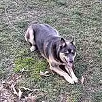Dog, Carnivore, Dog breed, Grass, Tail, Canidae, Working Dog, Dog Supply, Working Animal, Non-sporting Group, Canis, Terrestrial Animal, Soil