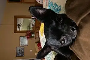 Name Chihuahua Dog Sofie